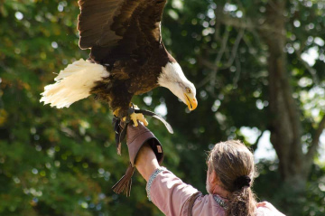 eagle