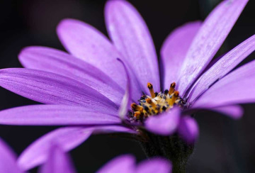 flower1